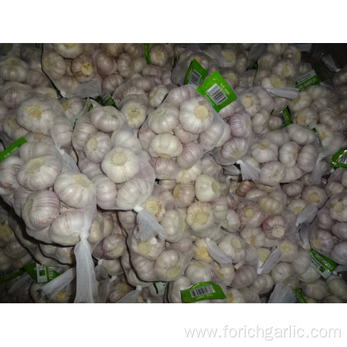 Crop 2019 Regular White Garlic